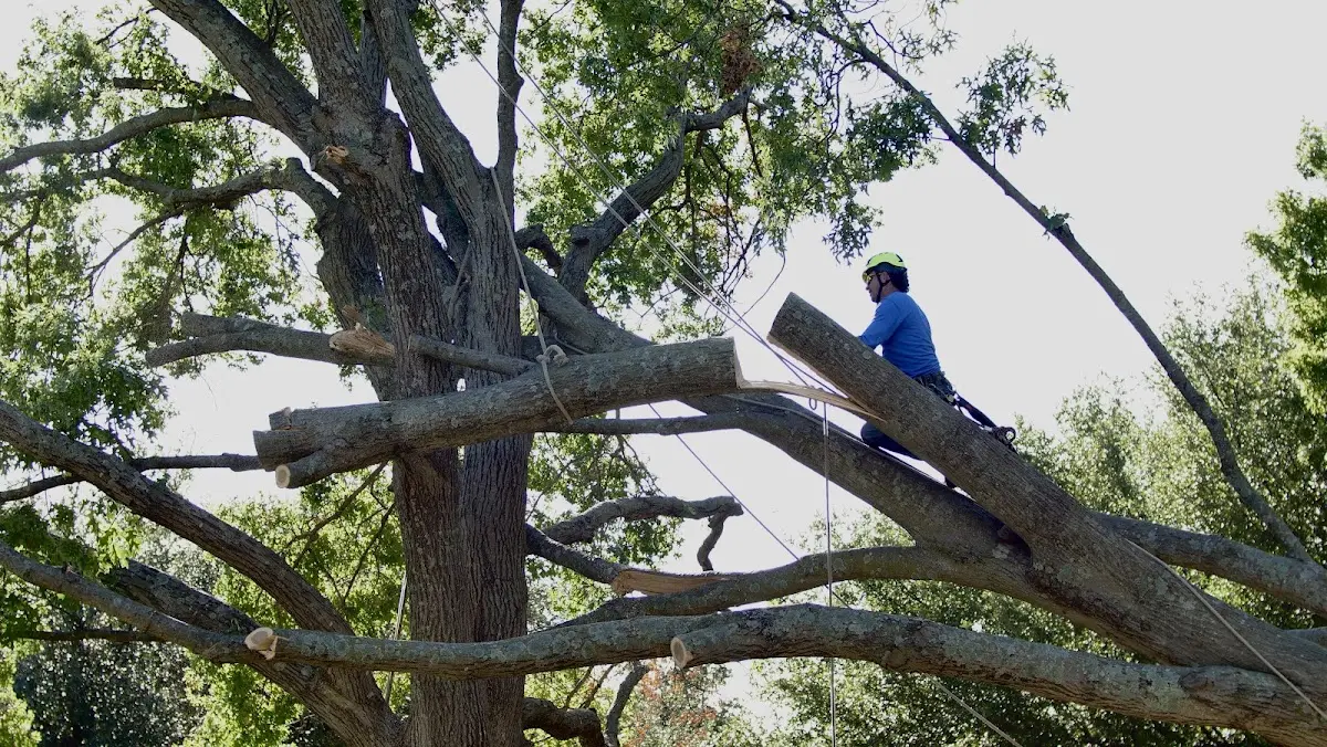 Professional Crown Thinning performed by certified arborists in South Bay